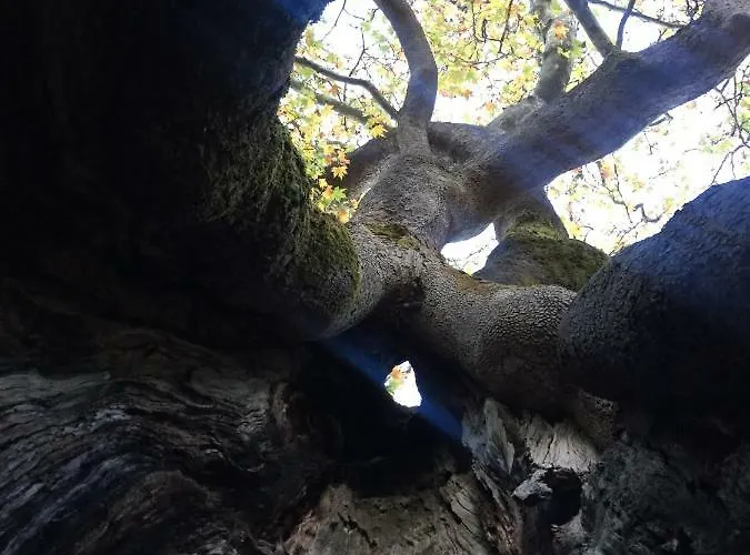 Stephania's Stone House Lantställe